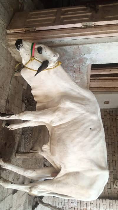 Bachra for sell