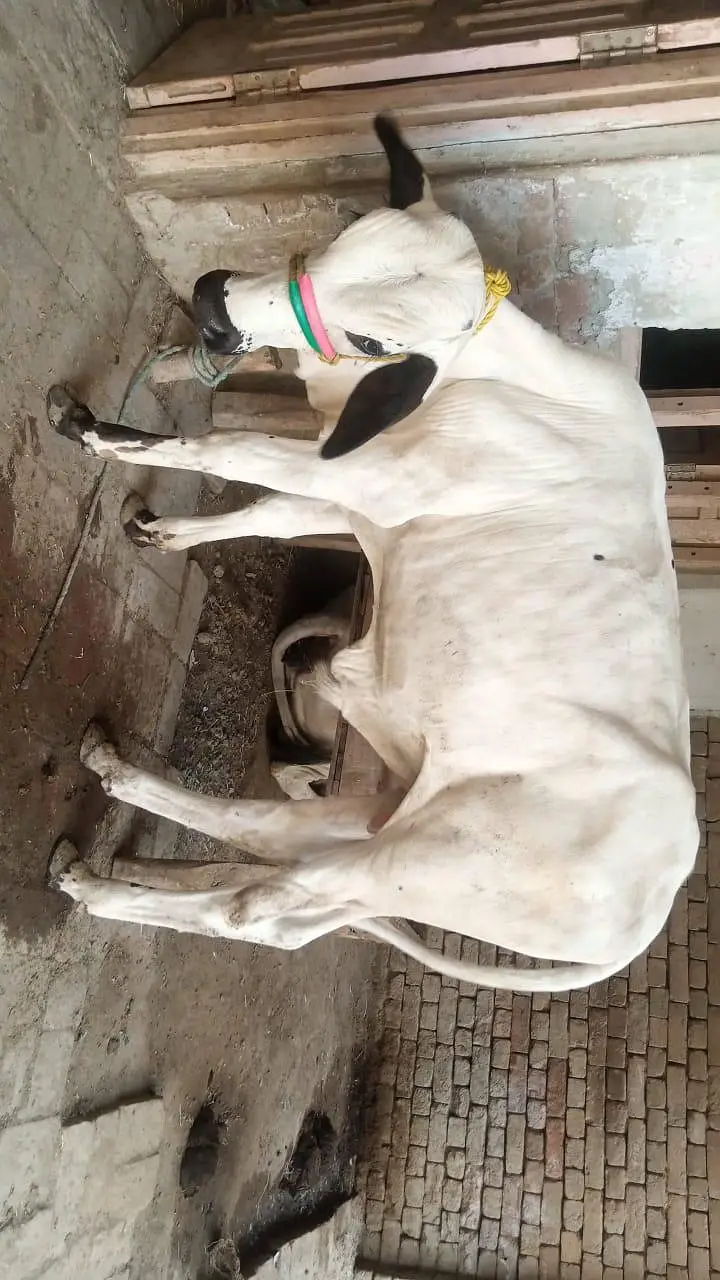Bachra for sell — photo 2