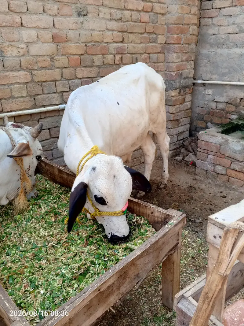 Bachra for sell — photo 3