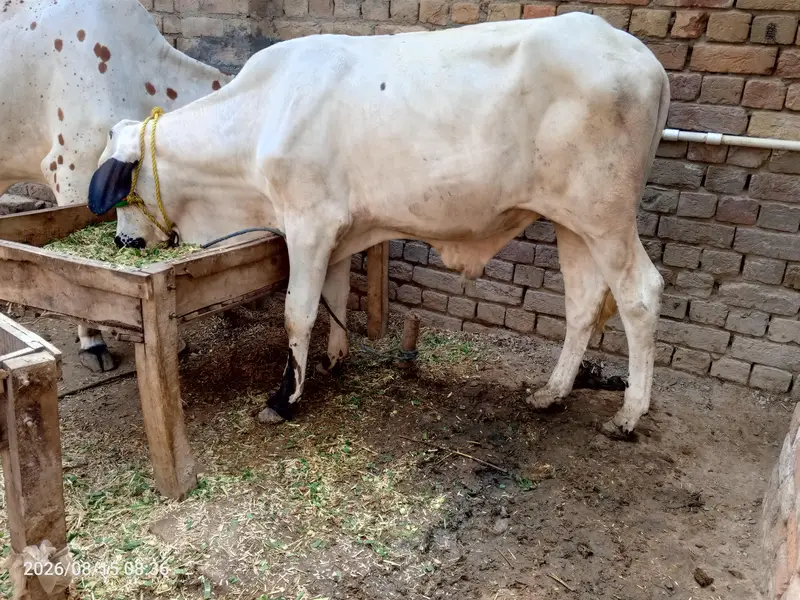 Bachra for sell — photo 4