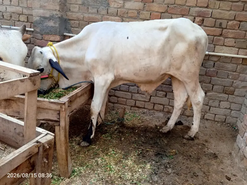 Bachra for sell — photo 5