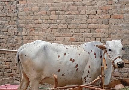 cholistani pregnant cow for sale