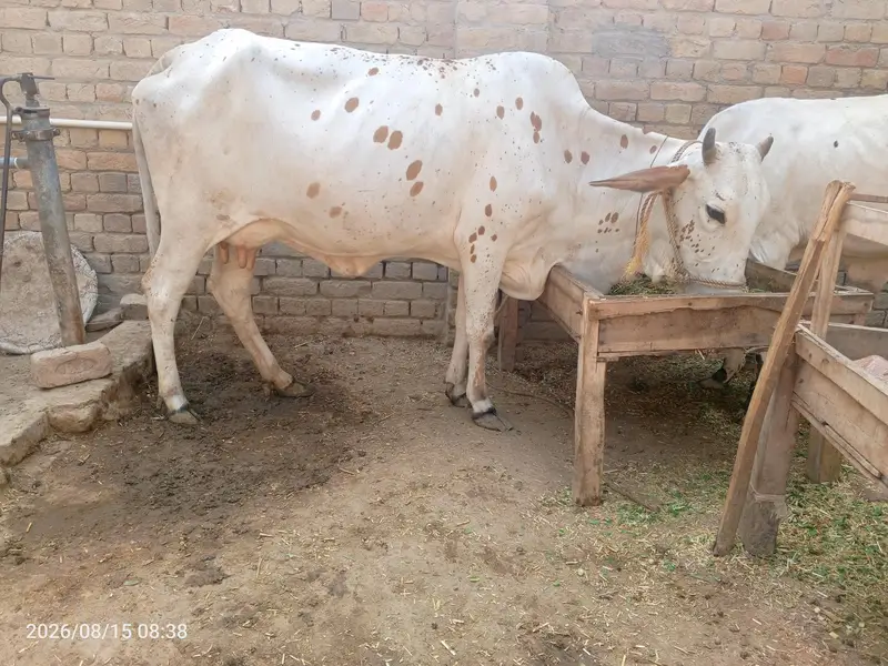 cholistani pregnant cow for sale — photo 2