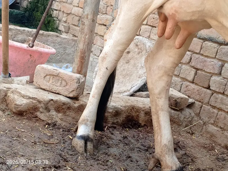 cholistani pregnant cow for sale — photo 3