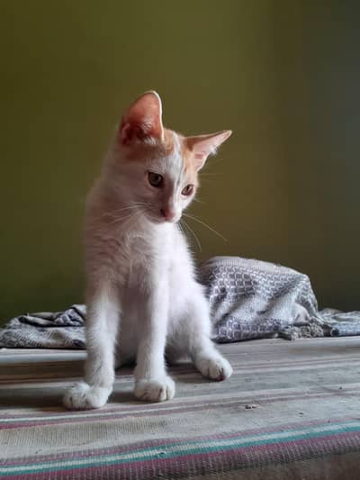 2 male kittens and 1 female