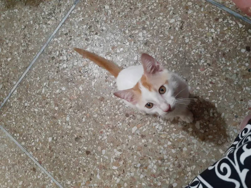 2 male kittens and 1 female — photo 2