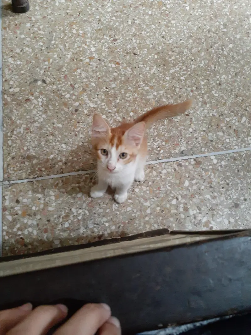 2 male kittens and 1 female — photo 4