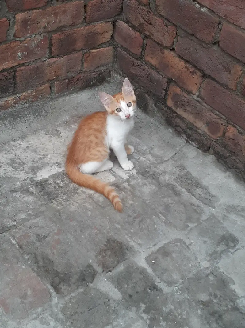 2 male kittens and 1 female — photo 6