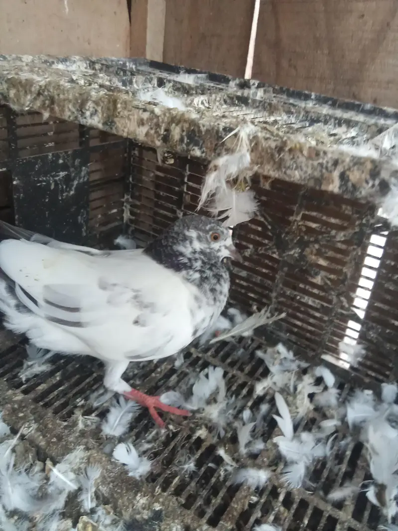 aik madi or aik bacha h low fly yellow eyes m — photo 3