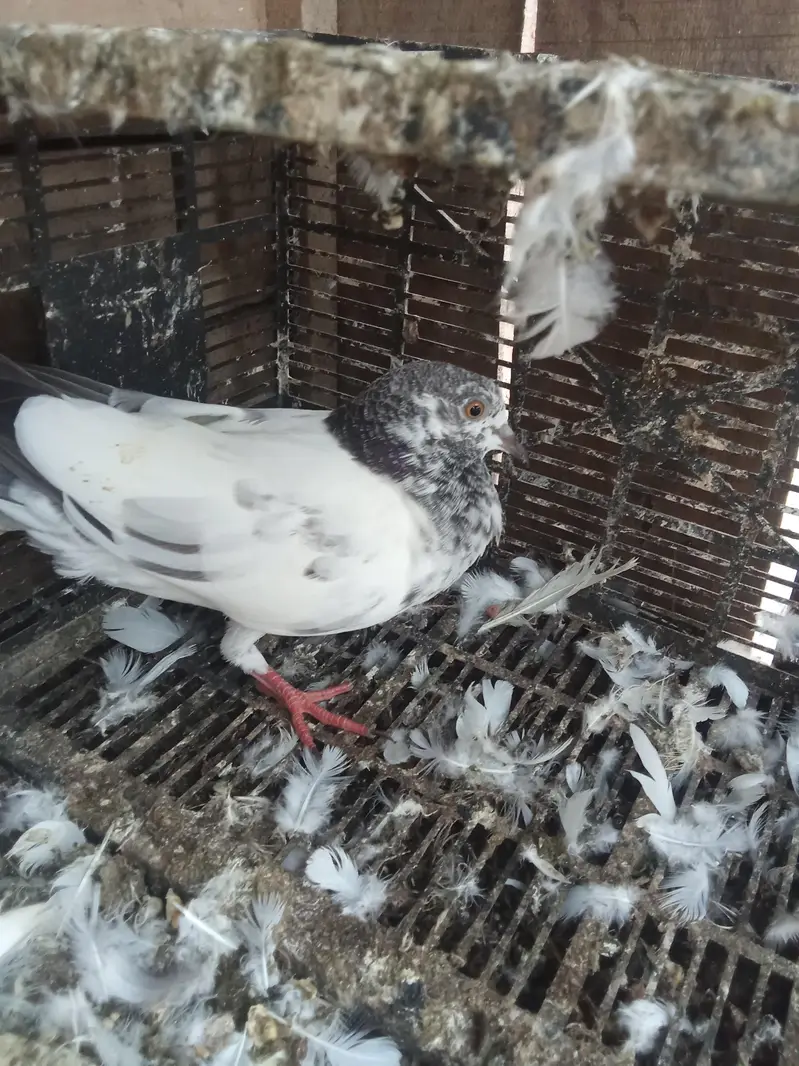 aik madi or aik bacha h low fly yellow eyes m — photo 4