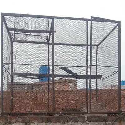 Piggon cage Hen Cage