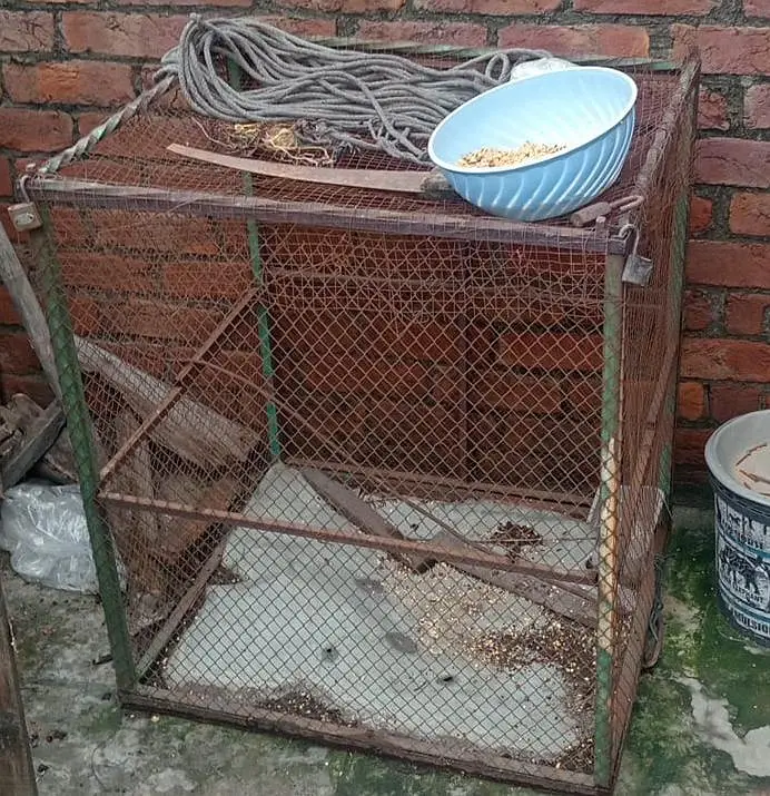 Piggon cage Hen Cage — photo 2