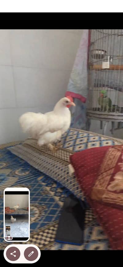 adult bantam set for sale