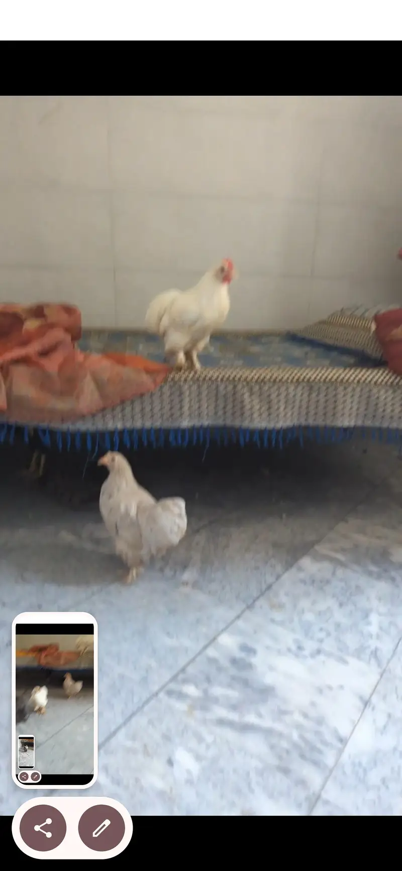 adult bantam set for sale — photo 2