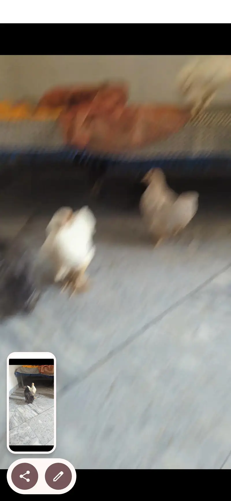 adult bantam set for sale — photo 3