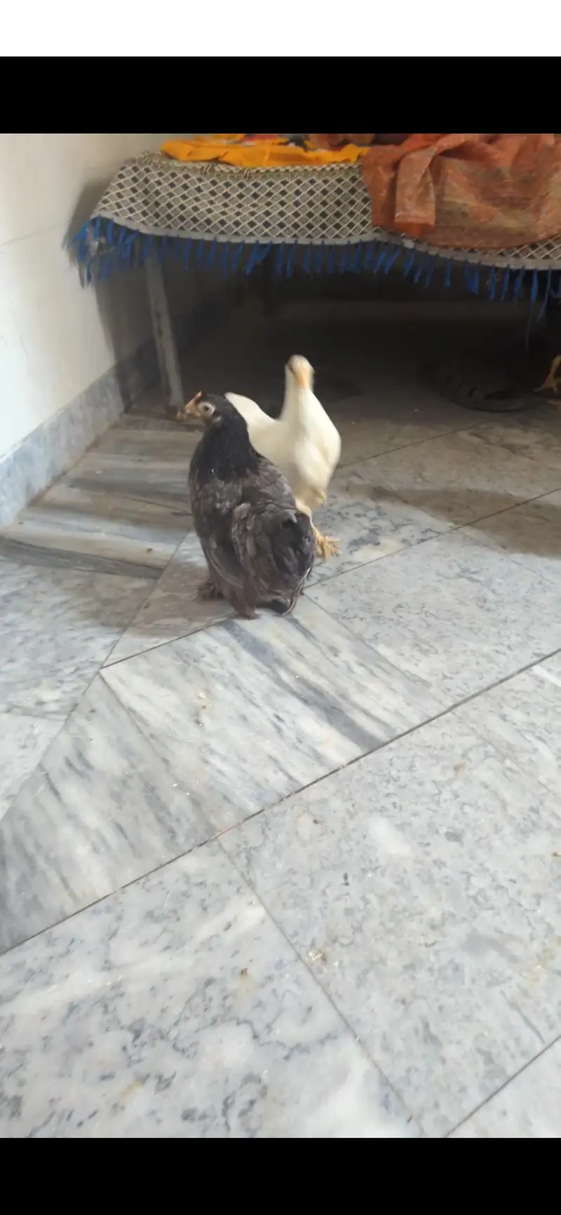 adult bantam set for sale — photo 4