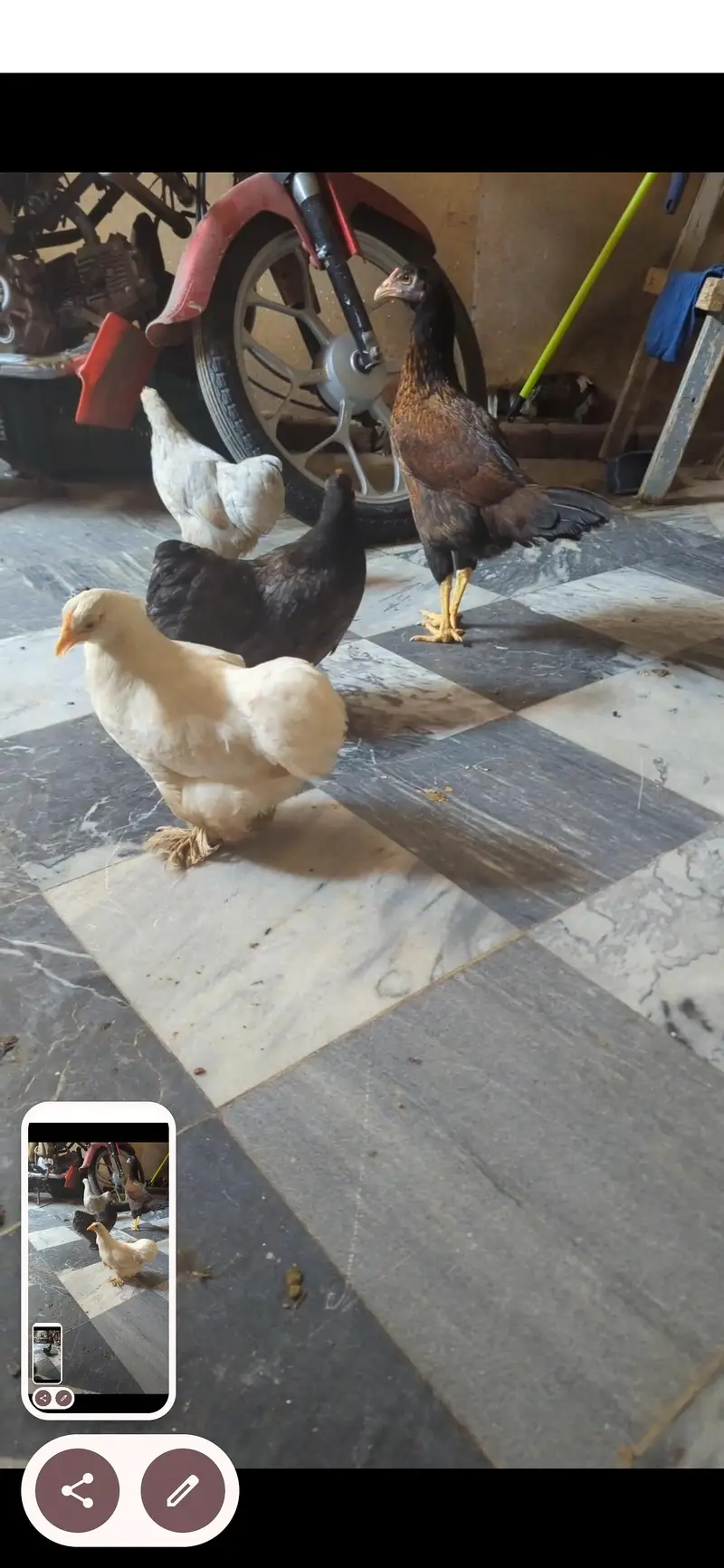 adult bantam set for sale — photo 5