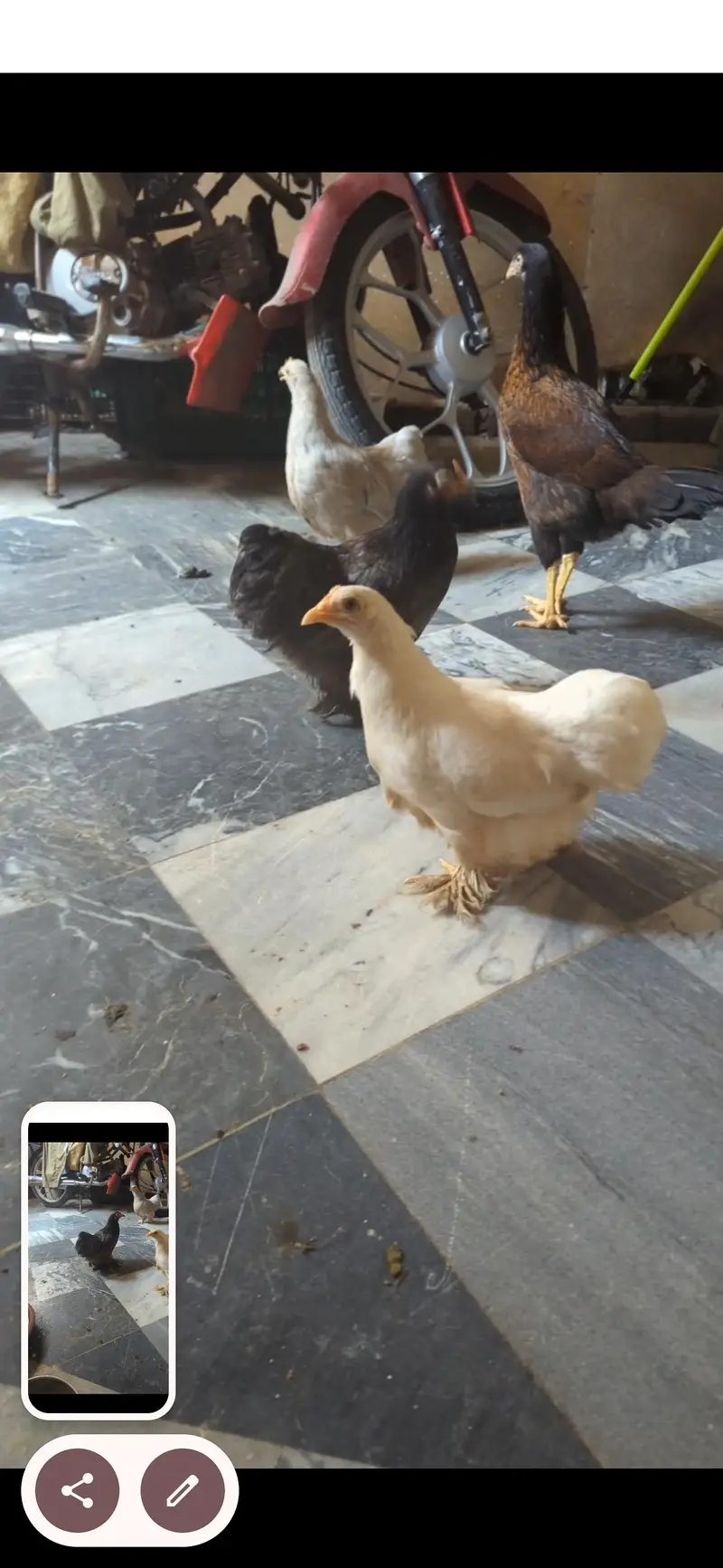 adult bantam set for sale — photo 6