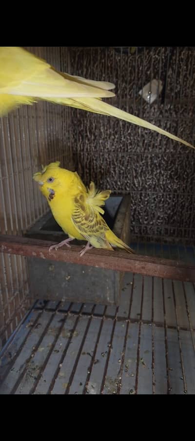 nice Bird