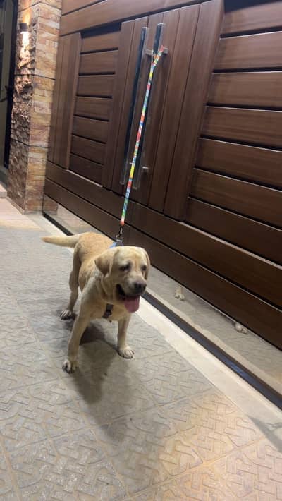 labrador for sale