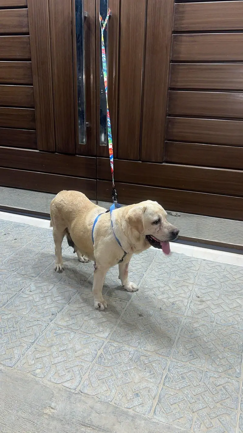 labrador for sale — photo 2