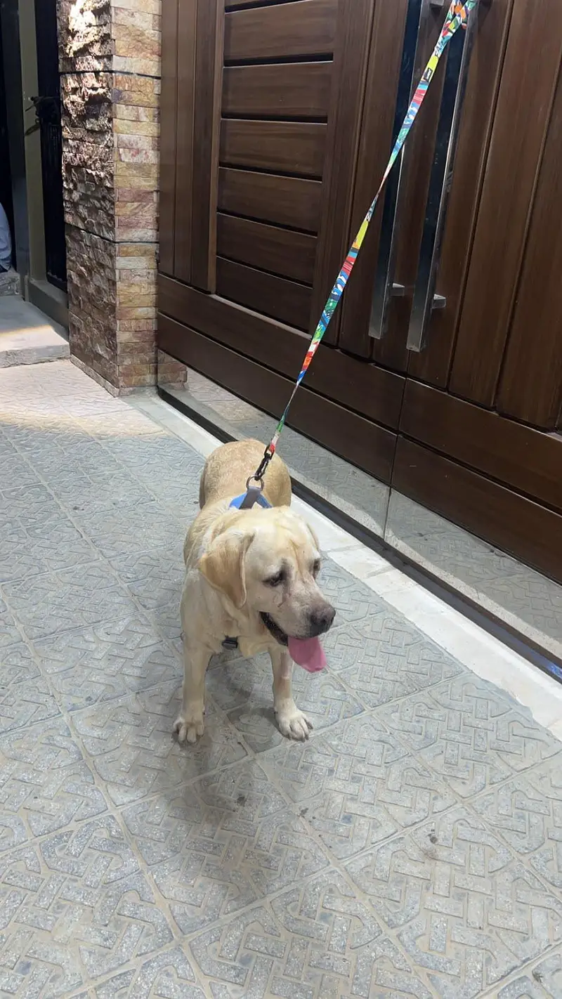labrador for sale — photo 3