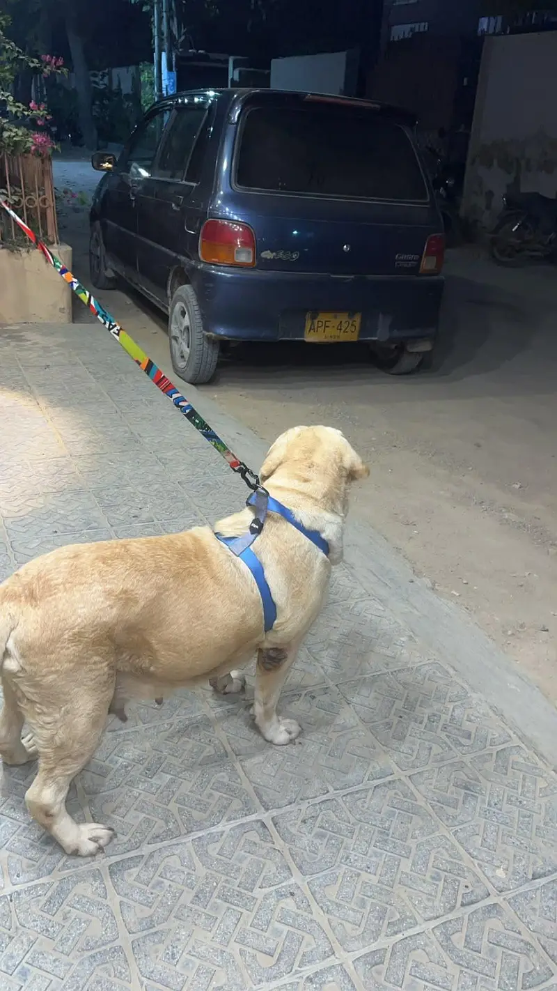 labrador for sale — photo 4