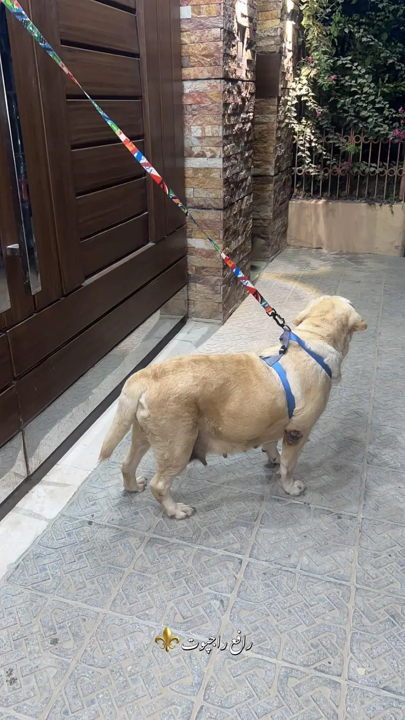 labrador for sale — photo 5