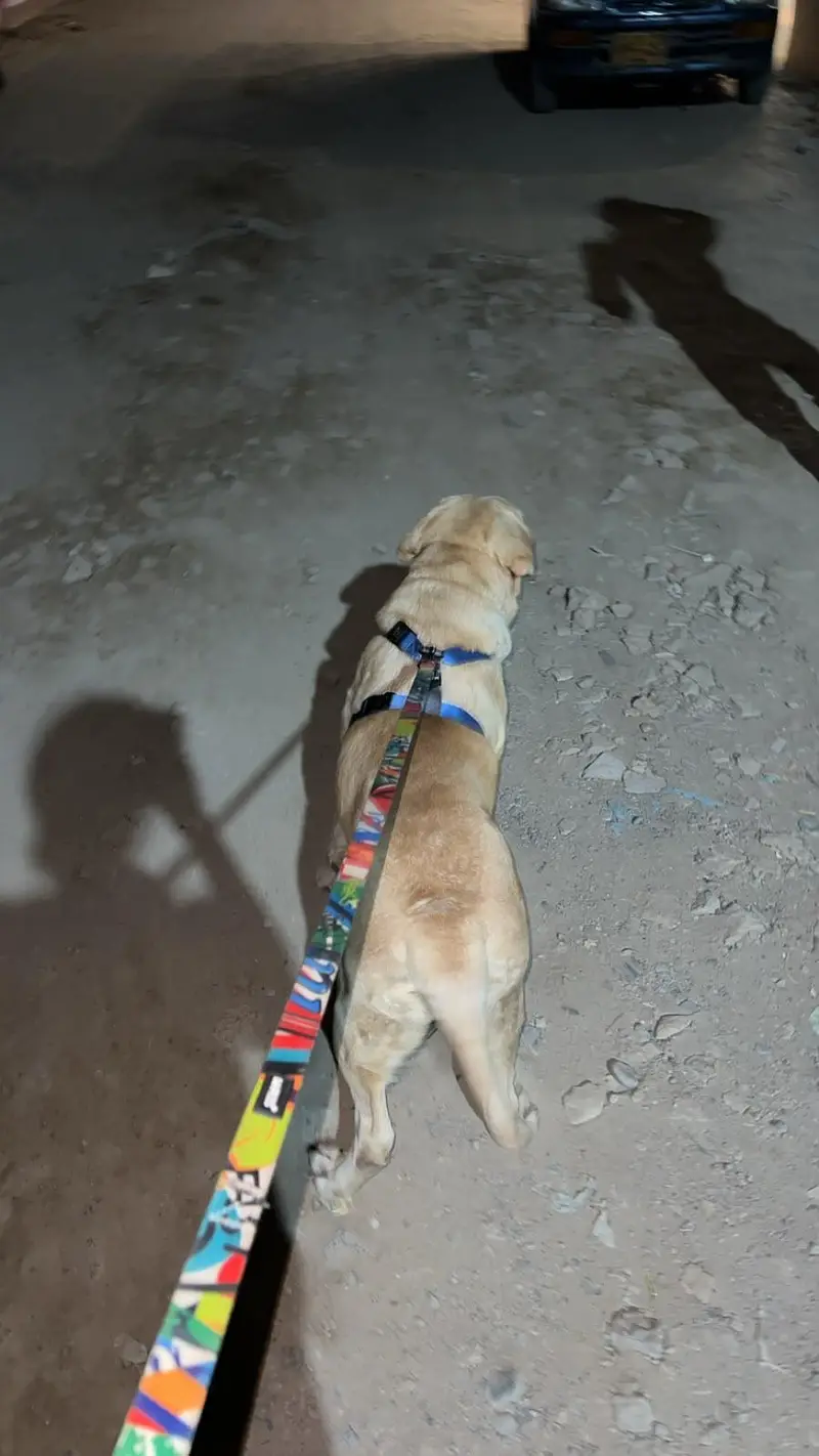 labrador for sale — photo 6