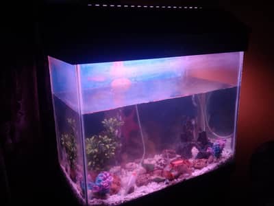 fish aquarium 2.5 fit