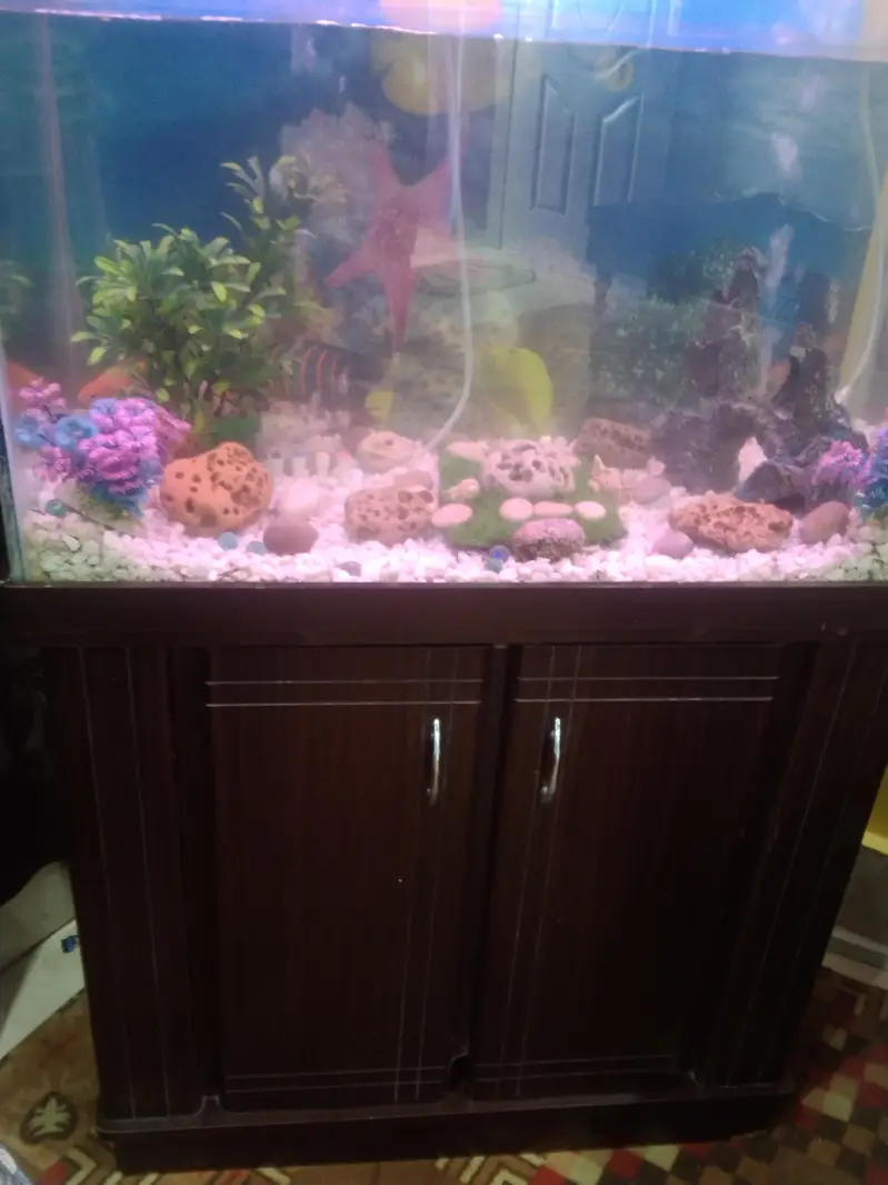 fish aquarium 2.5 fit — photo 2