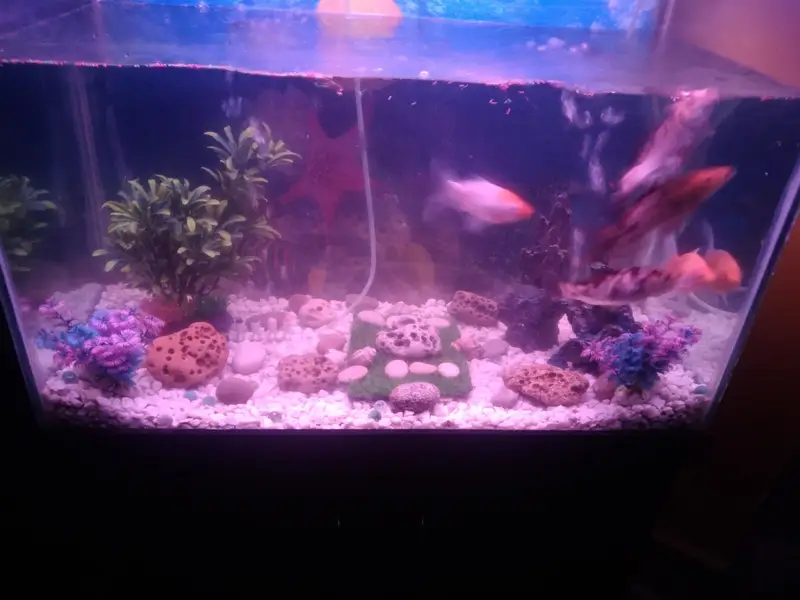 fish aquarium 2.5 fit — photo 3