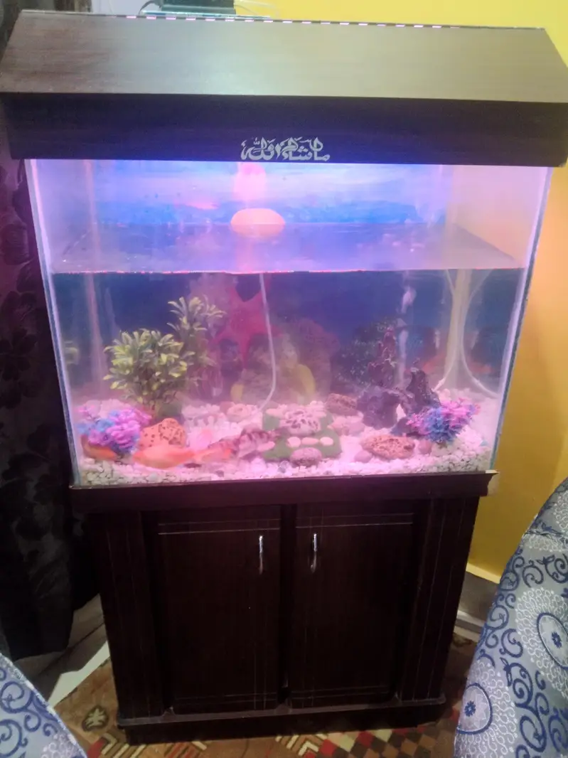 fish aquarium 2.5 fit — photo 5