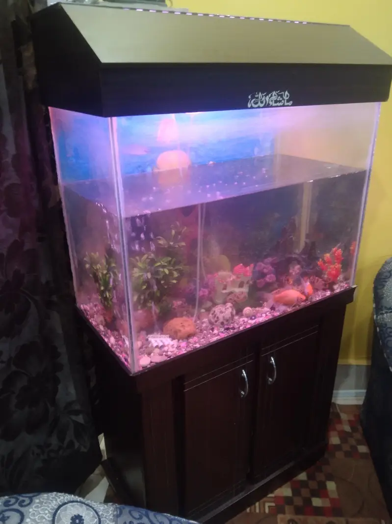fish aquarium 2.5 fit — photo 6