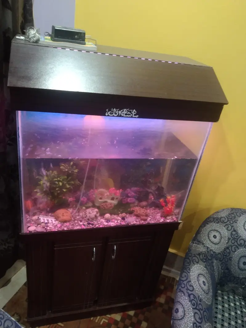 fish aquarium 2.5 fit — photo 8