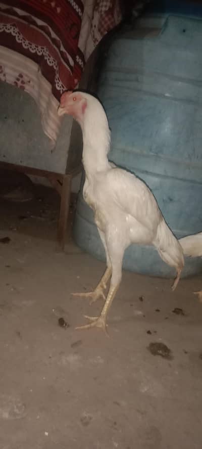 white colour
