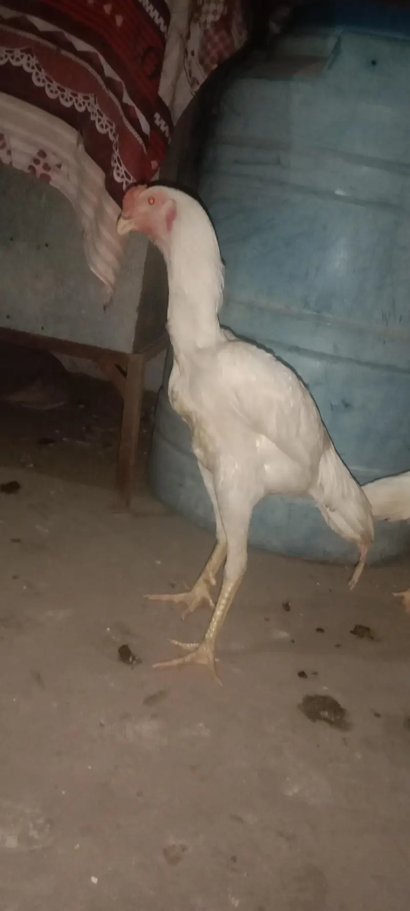 white colour
