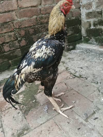 Java Aseel best for Game & Breeding