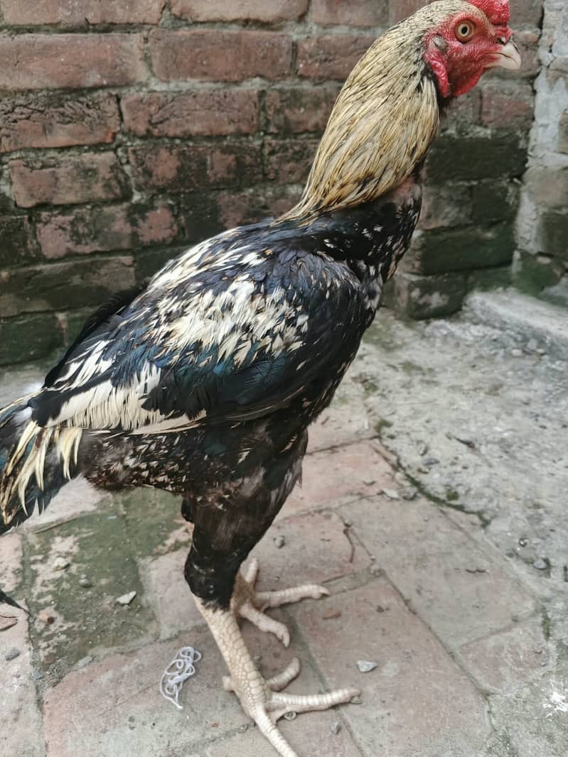 Java Aseel best for Game & Breeding 2
