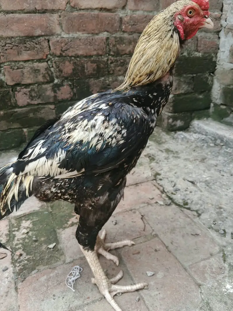 Java Aseel best for Game & Breeding — photo 3