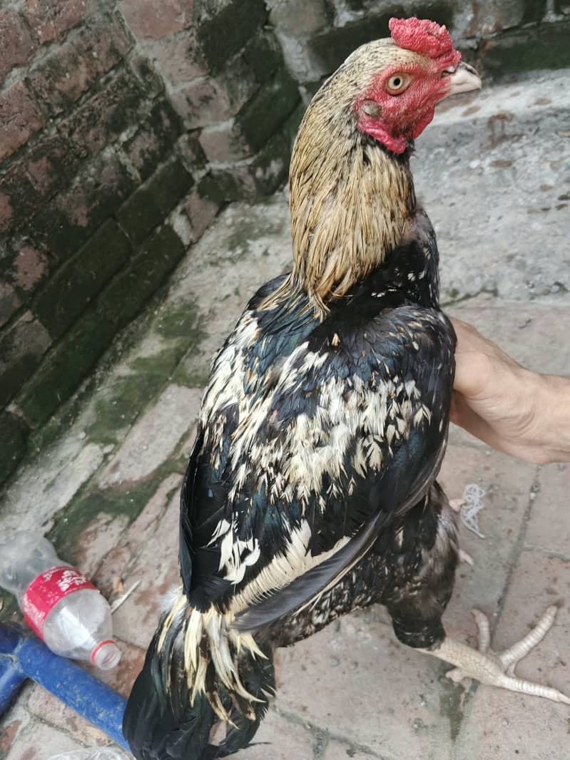 Java Aseel best for Game & Breeding 3