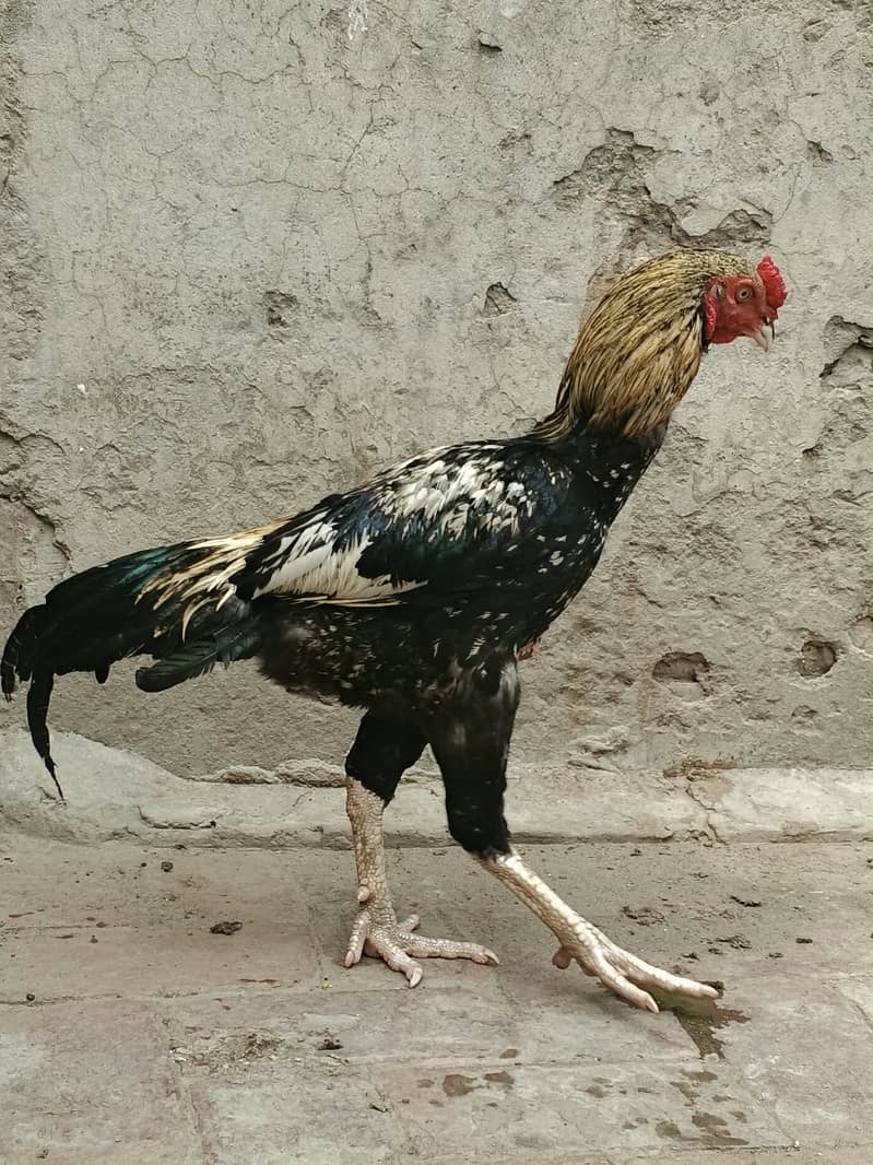 Java Aseel best for Game & Breeding 4