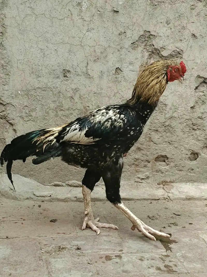 Java Aseel best for Game & Breeding — photo 5