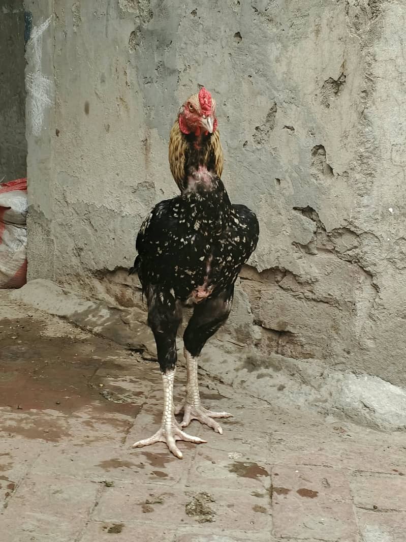 Java Aseel best for Game & Breeding 7