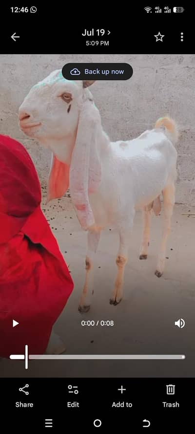 white goat male makkki chena hai