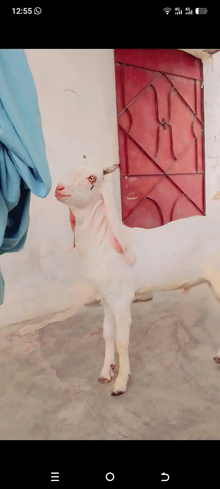white goat male makkki chena hai — photo 2
