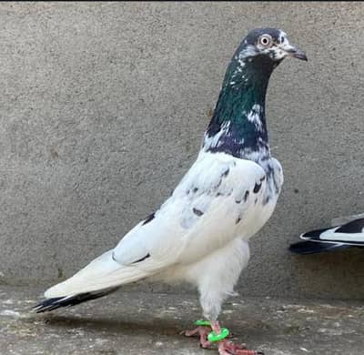Anmol birds