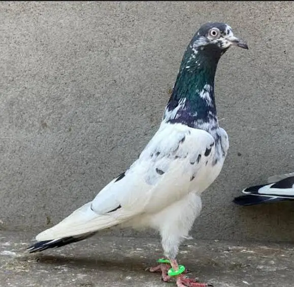 Anmol birds