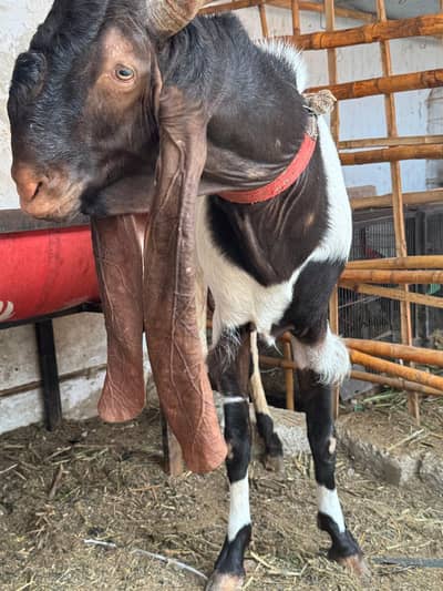 pure patera breeder