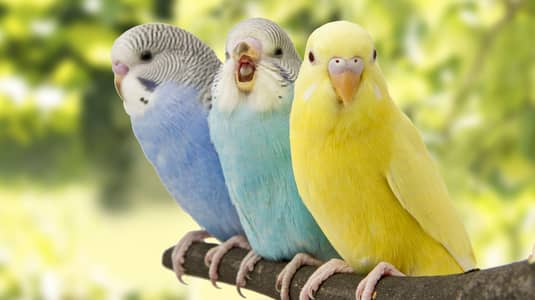 budgies available